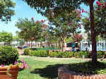 MP-flowerstrees.JPG (75218 bytes)