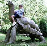 Tortoise-Giant-Galapagos