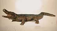 Alligator-Giant-Fountain