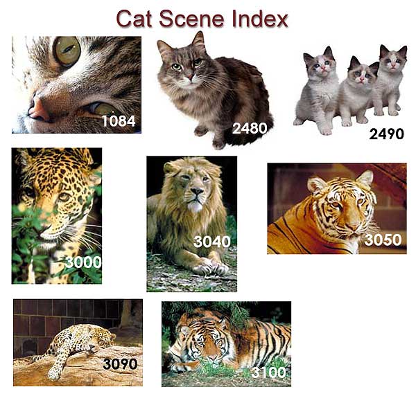 Scenic Index 8