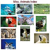 Scenic Index 9